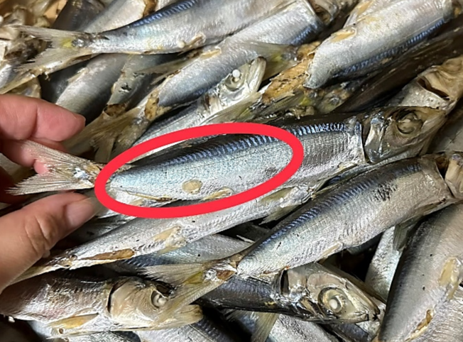 圖1、小鱗脂眼鯡腹部沒有稜鱗