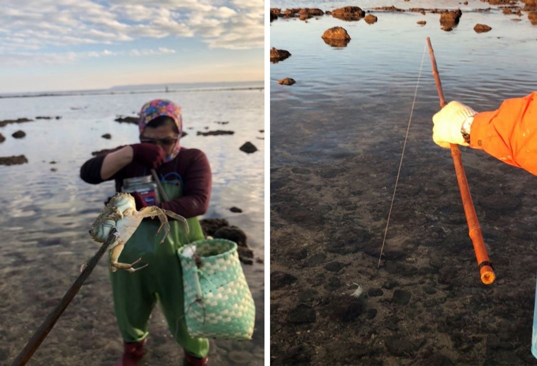 圖3、將螃蟹固定在鐵耙或釣竿上,誘引躲藏於礁岩下的斷腕蛸