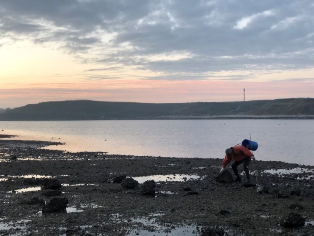 圖2、捕抓斷腕蛸之前,漁民需先行捕捉螃蟹作為誘餌