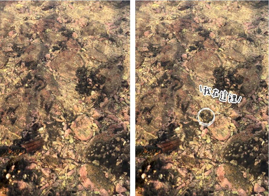 圖4、善於隱身的八爪忍者可非浪得虛名,您有一眼找到我嗎?