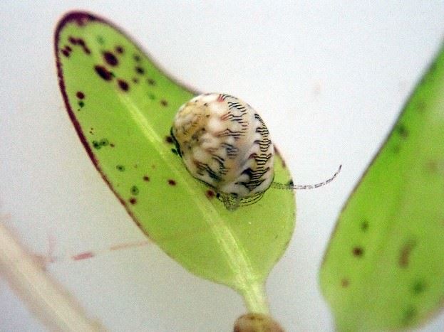 在澎湖海草復育區所紀錄的東沙蜑螺(Smaragdia sp.)