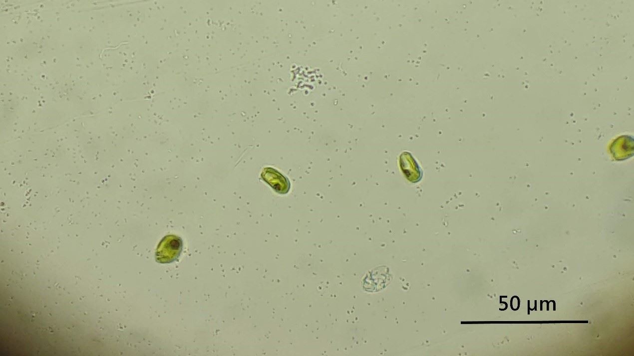 依靠四根鞭毛游動的周氏扁藻(Tetraselmis chui)屬於綠藻門