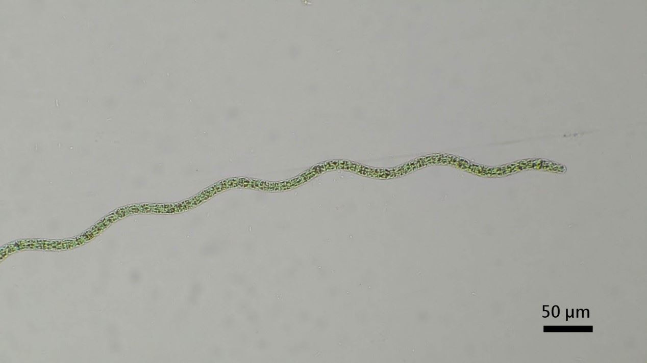 螺旋藻屬(Spirulina sp.)為藍藻門中的的藍綠菌(即藍綠藻)