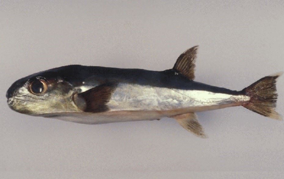 圖1、克氏兔頭魨 (圖片引用自臺灣魚類資料庫)