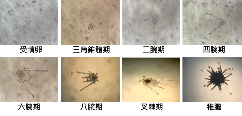 馬糞海膽幼苗發育過程