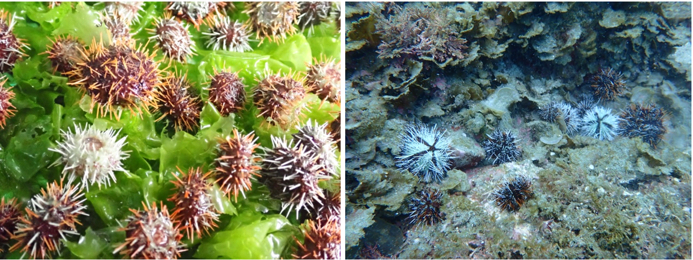 馬糞海膽的培育及放流