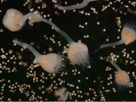 圖1、仙后水母之水螅體具細長的柄