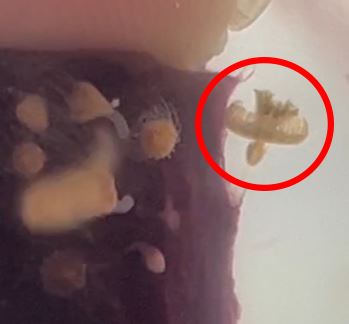 圖2、水螅體進行橫裂生殖後,分裂形成單盤橫列體,此階段仍具柄