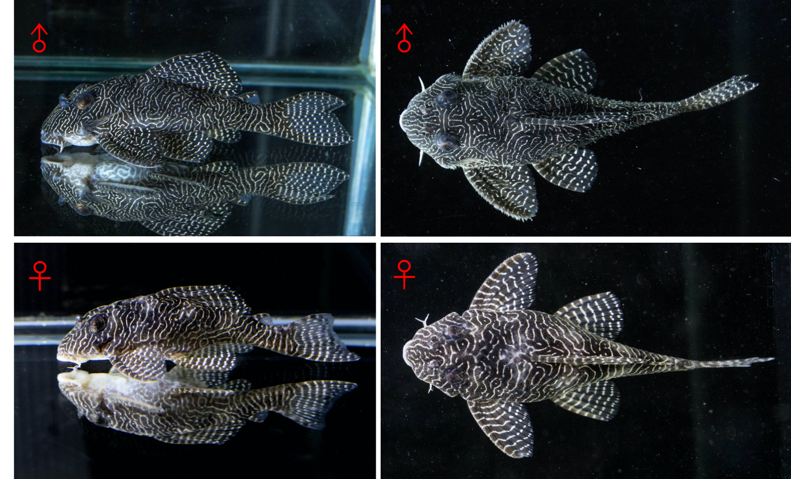 皇后迷宮異形種魚（圖一）