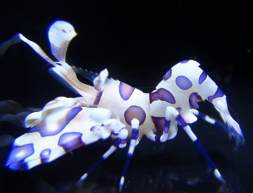 藍色斑塊的油彩蠟膜蝦~蝴蝶藍