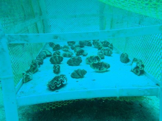 圖3、石朗保護區內硨磲蛤