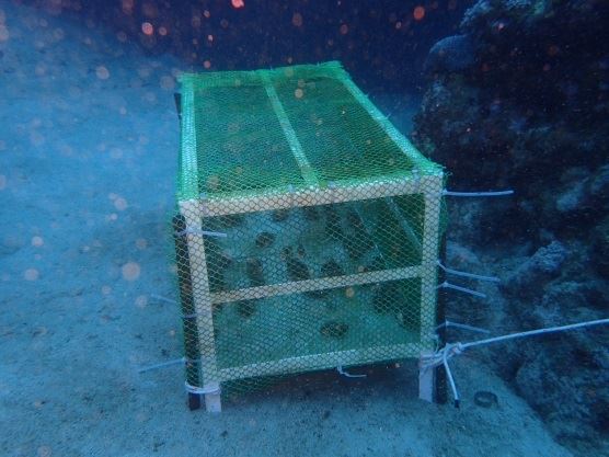 圖2、溫泉港外硨磲蛤