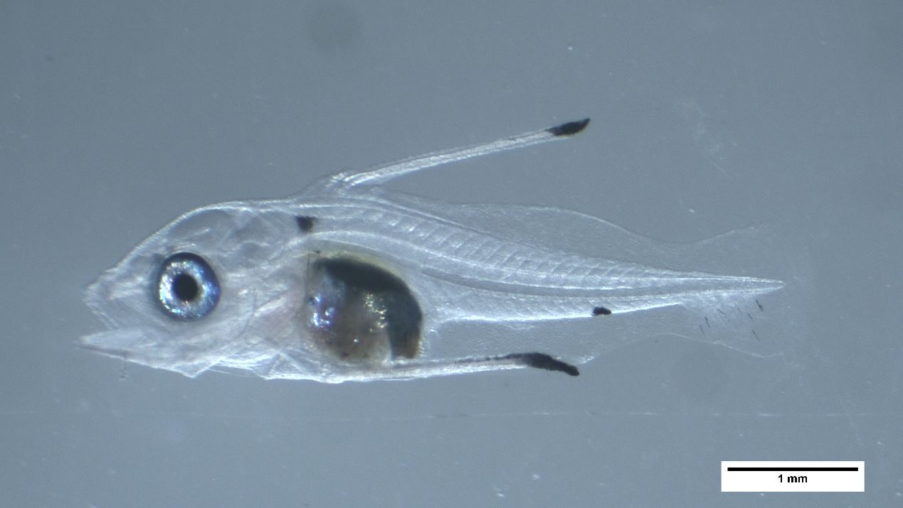 圖 2. 背鰭及腹鰭硬棘延長的仔魚