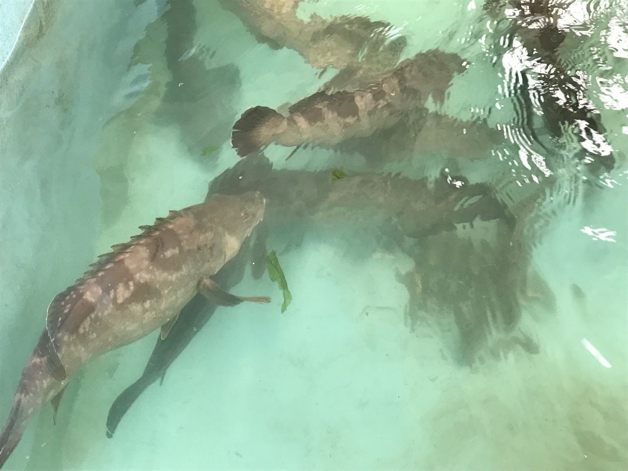 圖1. 雲紋石斑魚親魚