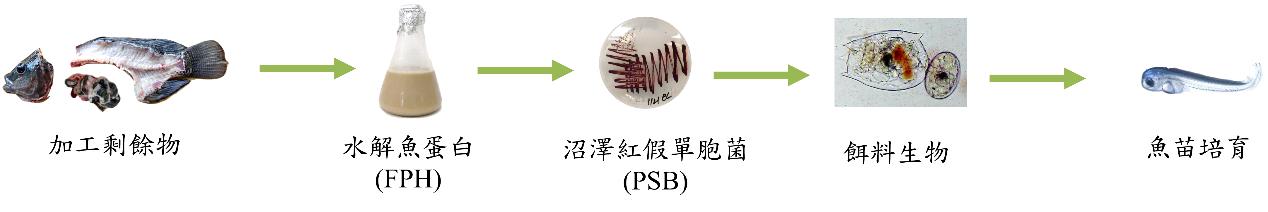 圖2、本餌料生物生產流程