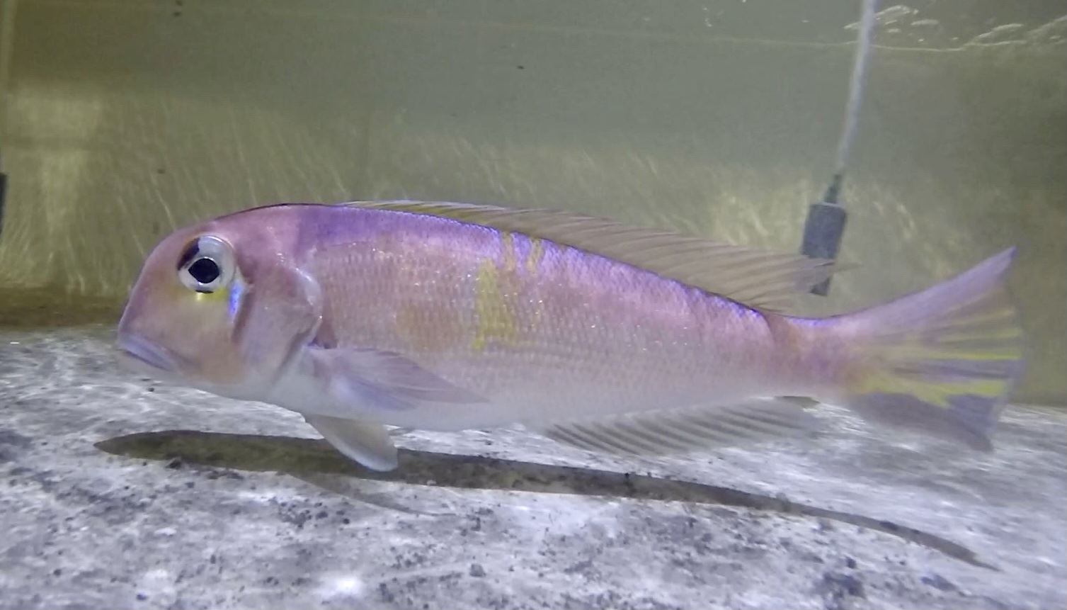 目前蓄養於東部中心種原庫之日本馬頭魚狀況穩定、健康良好