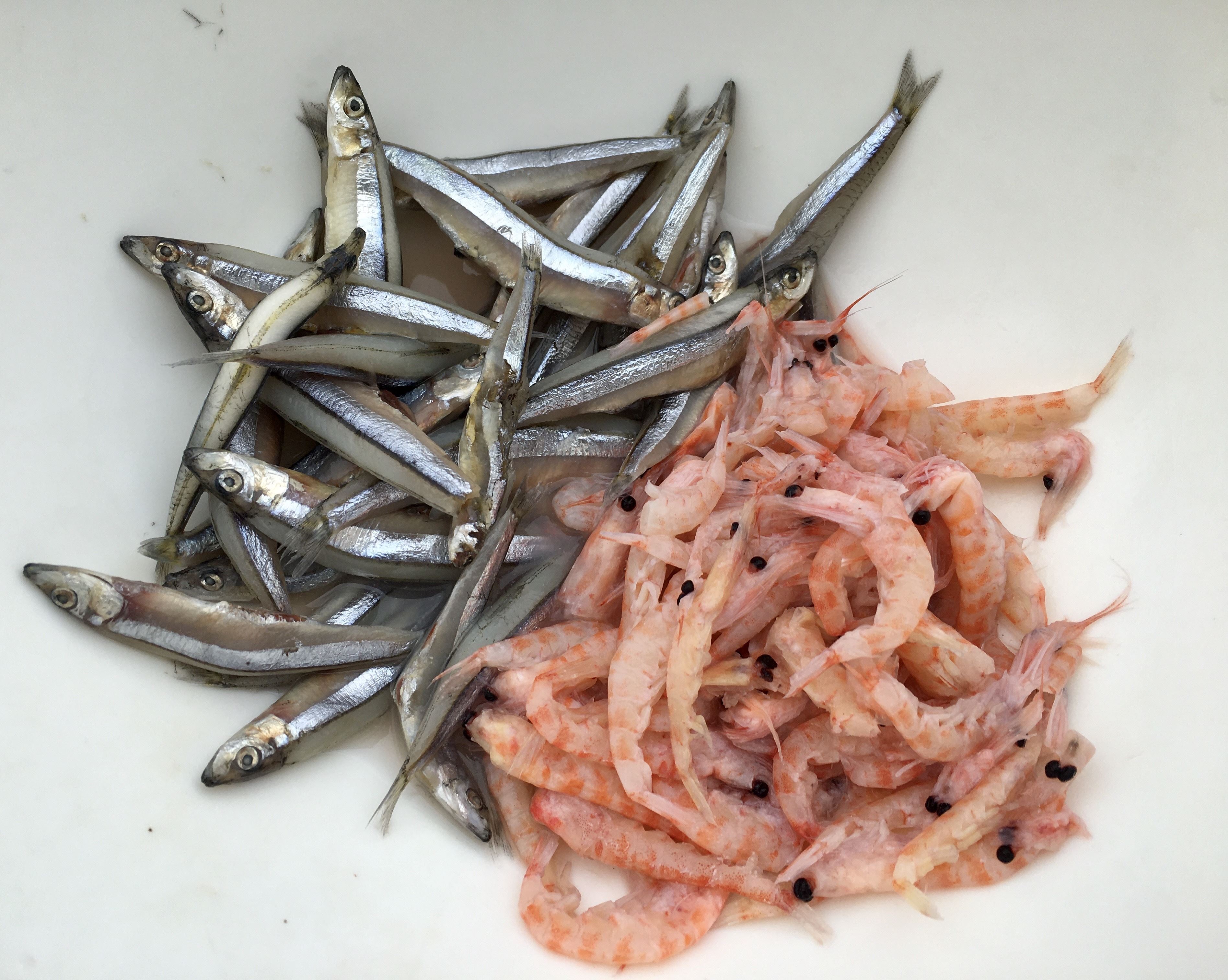 投餵日本馬頭魚之餌料 - 複製