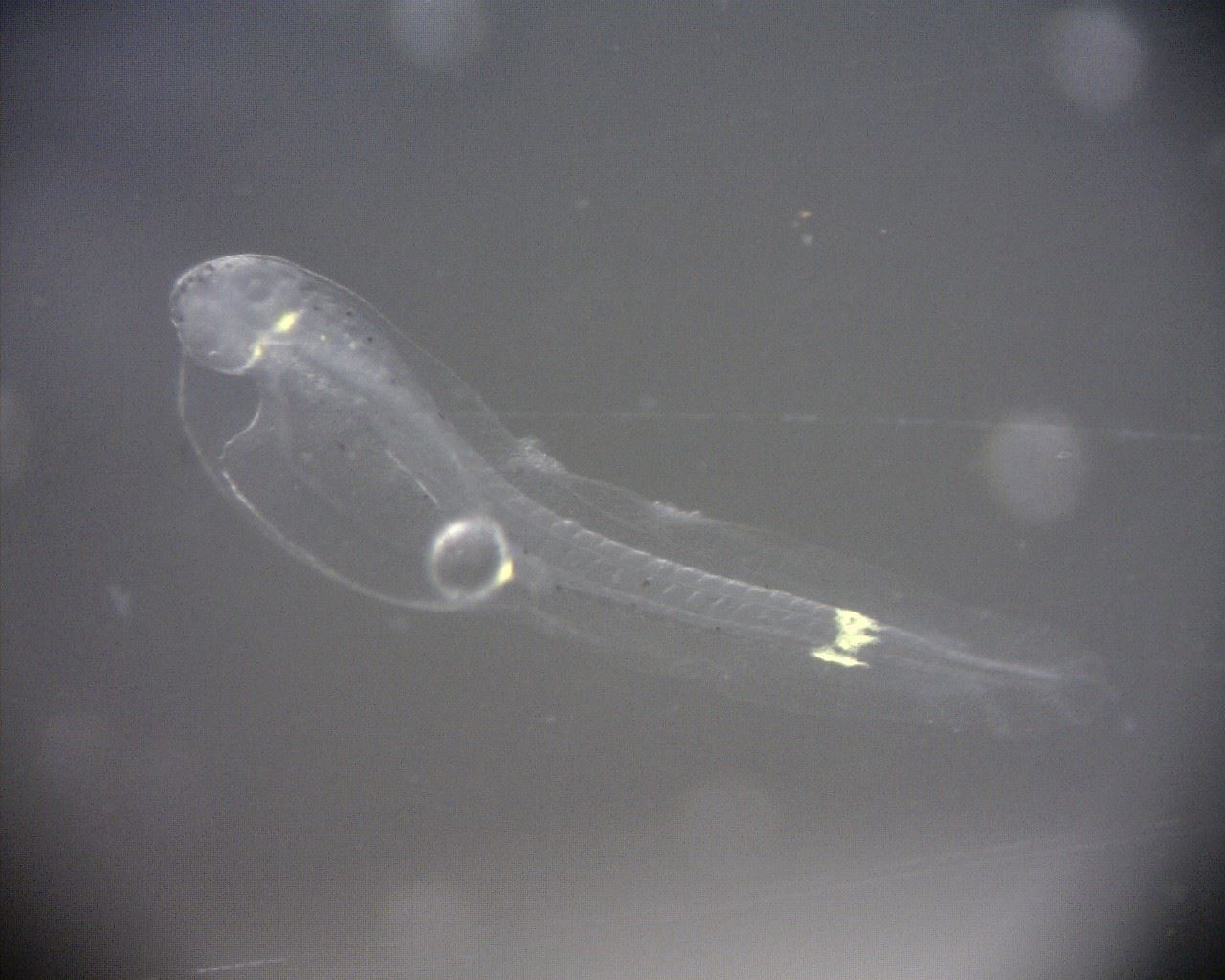 圖2、剛孵化的仔魚全長1.9 mm,在眼睛後方、卵黃末端、尾部中段有三個明顯的黃色斑點