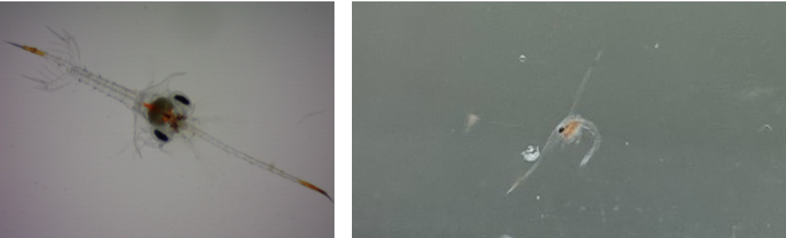 圖5、漁船採集抱卵種蟹孵化之蟹苗(Zoea I)有明顯橘紅體色