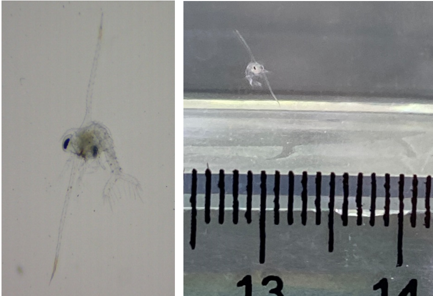 圖3、人工環境下孵化的旭蟹苗(Zoea I)無明顯體色