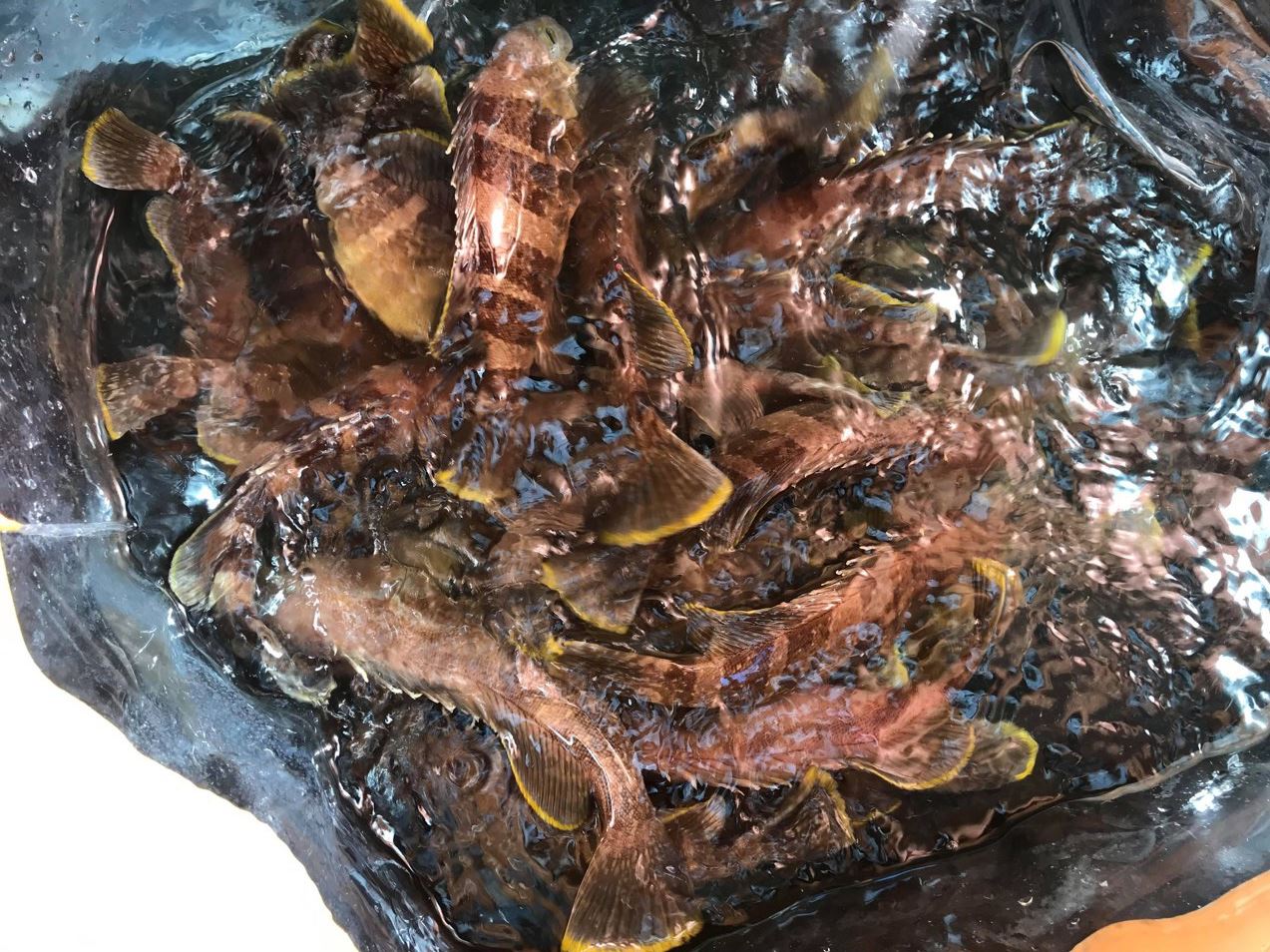 圖1、青石斑魚親魚