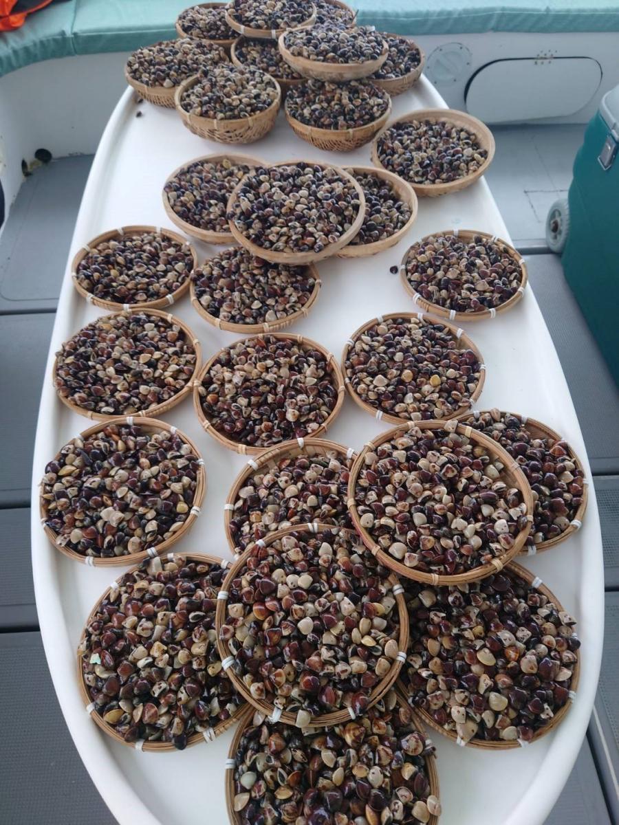 本次放流的文蛤稚貝，其種貝均採自新北淡水河