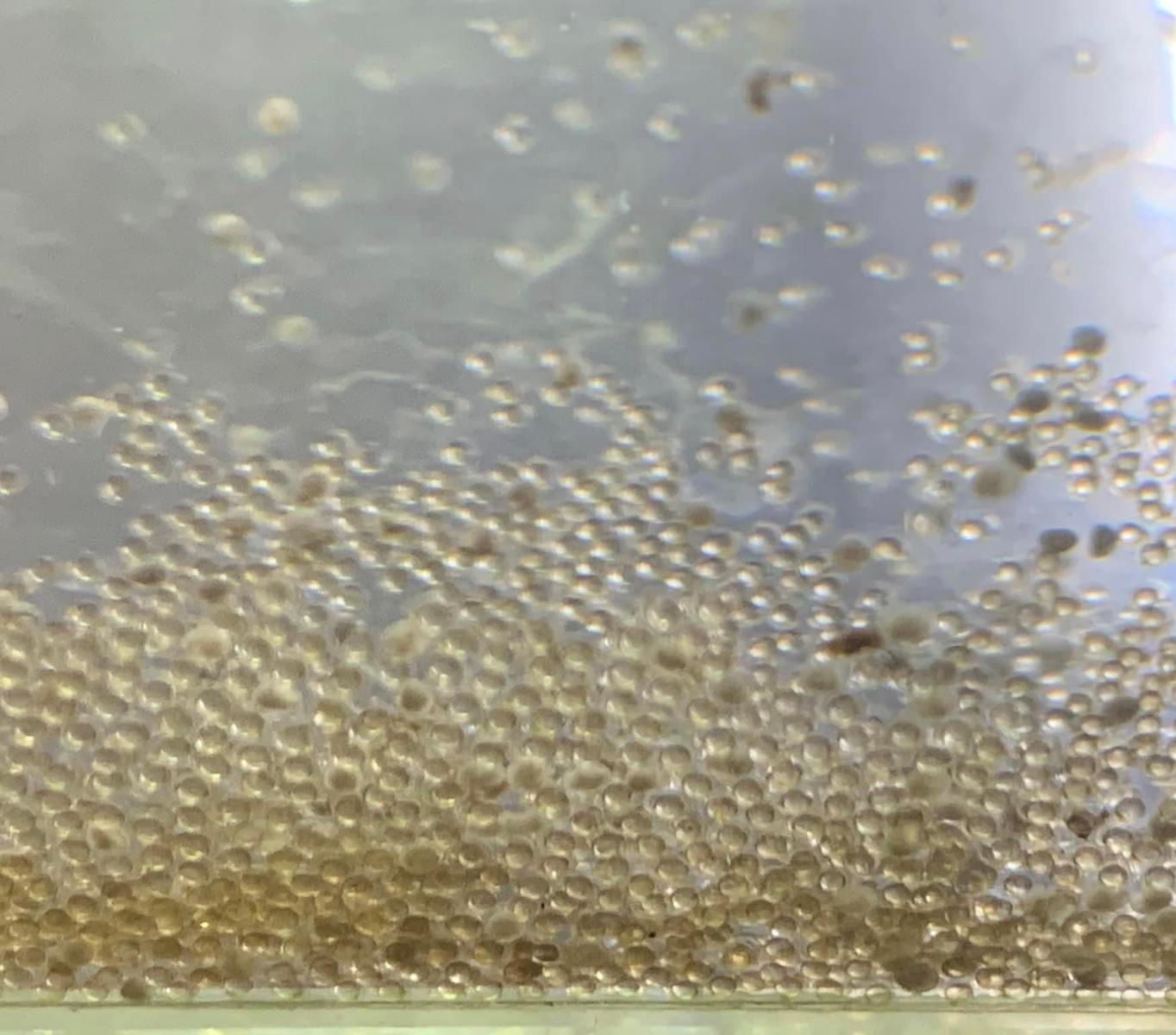 毛線拖把在水中輕微揮動,即可讓受精卵全數脫落至底部,方便蒐集