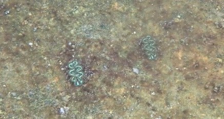 圖2、人工繁殖約0.8歲齡之長硨磲幼貝,體長約2 - 4 cm