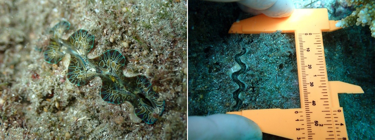 圖5、諾亞硨磲幼貝移植3個月後,體長約4.5 cm