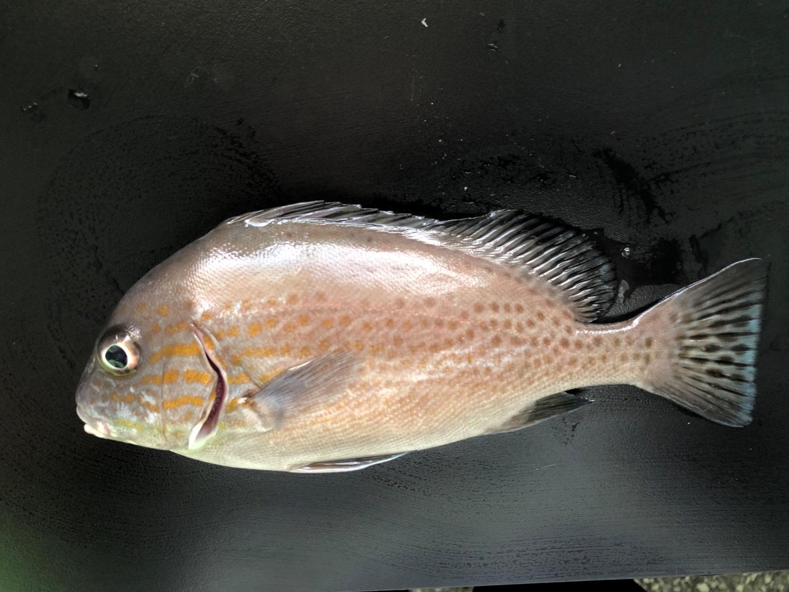 密點少棘胡椒鯛 (1年齡)