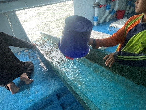 在湖西鄉龍門海域以魚梯放流