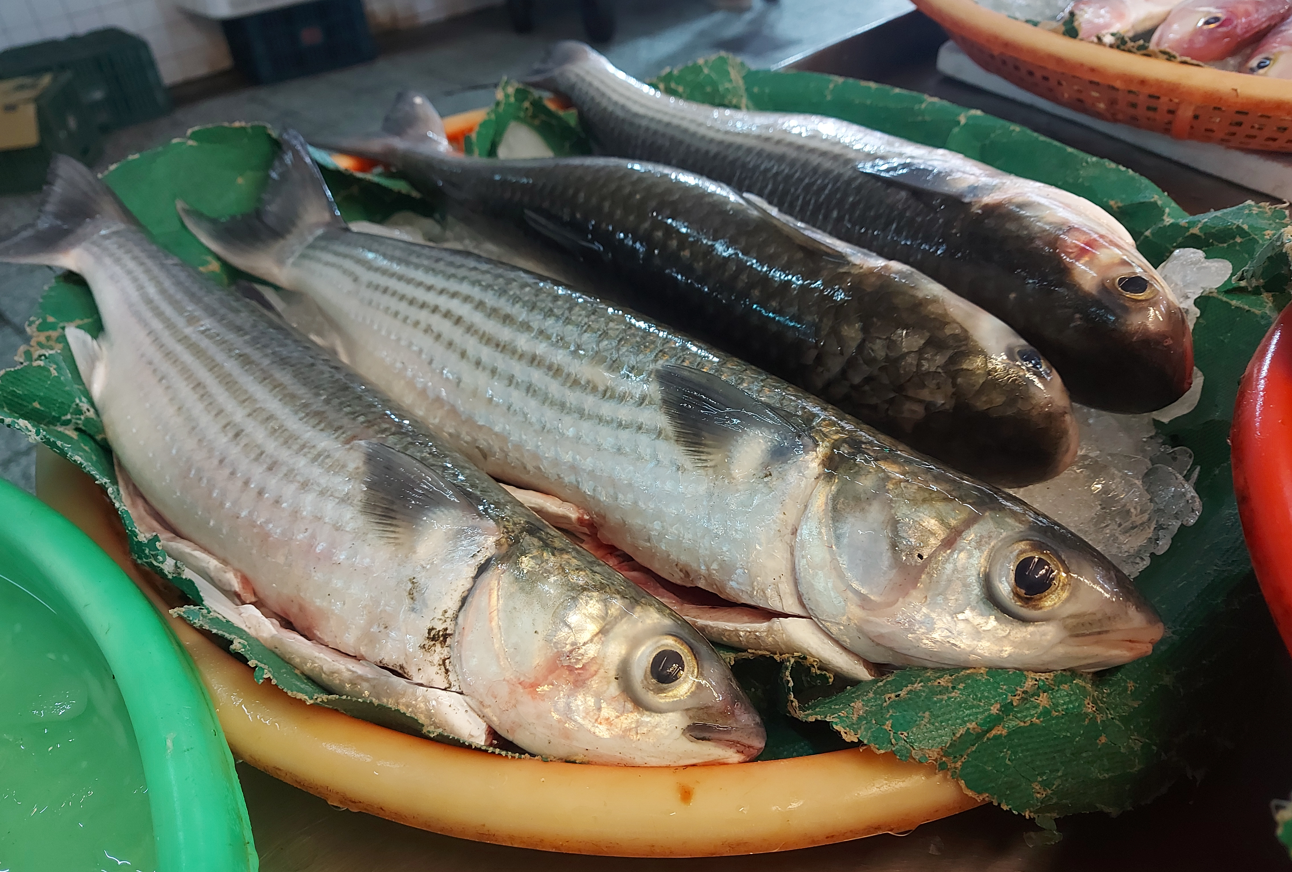 圖1、市售烏魚殼