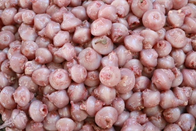 圖1、烏魚胗的外觀呈圓錐狀,約略乒乓球大小