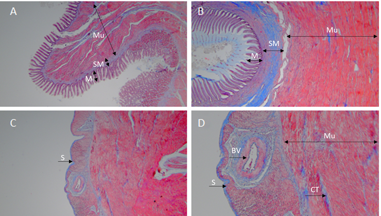 圖2、烏魚胗的內壁(A,B)與外壁(C,D)構造