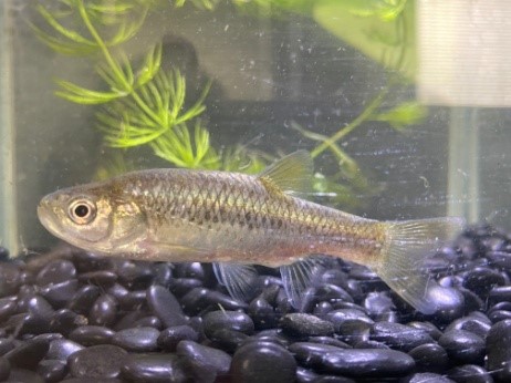 圖1、菊池氏細鯽成魚