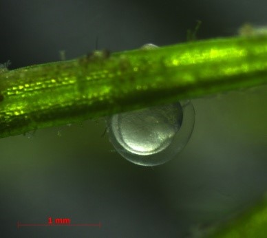 圖2、菊池氏細鯽受精卵