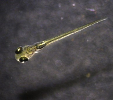 圖3、孵化後4-5天魚苗，體長約4.0-5.0 mm