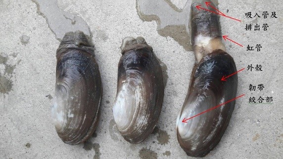 象拔蚌與其構造