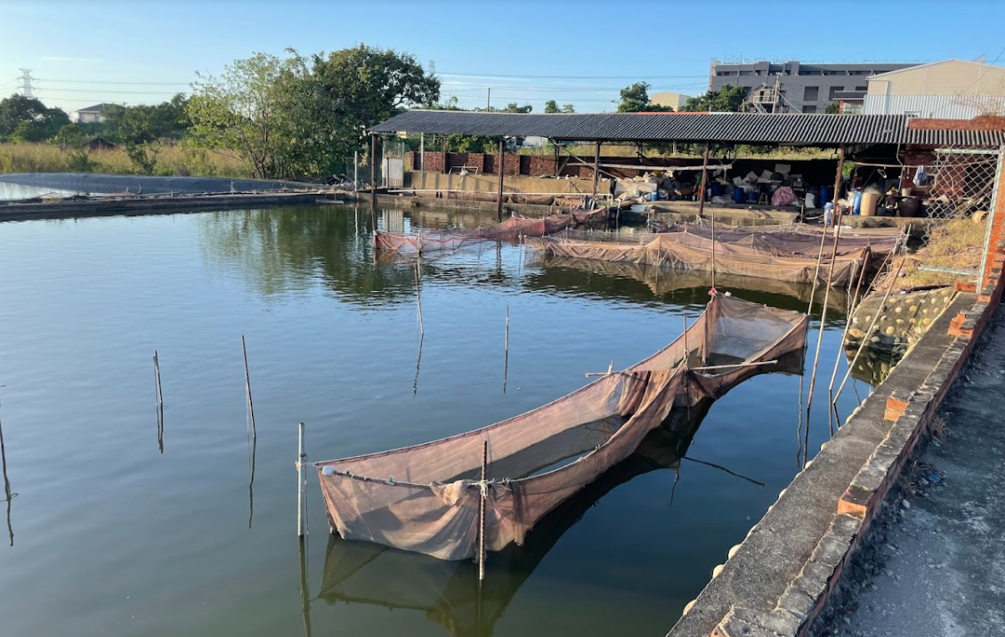 業者將魚苗置於斗網內等待出售