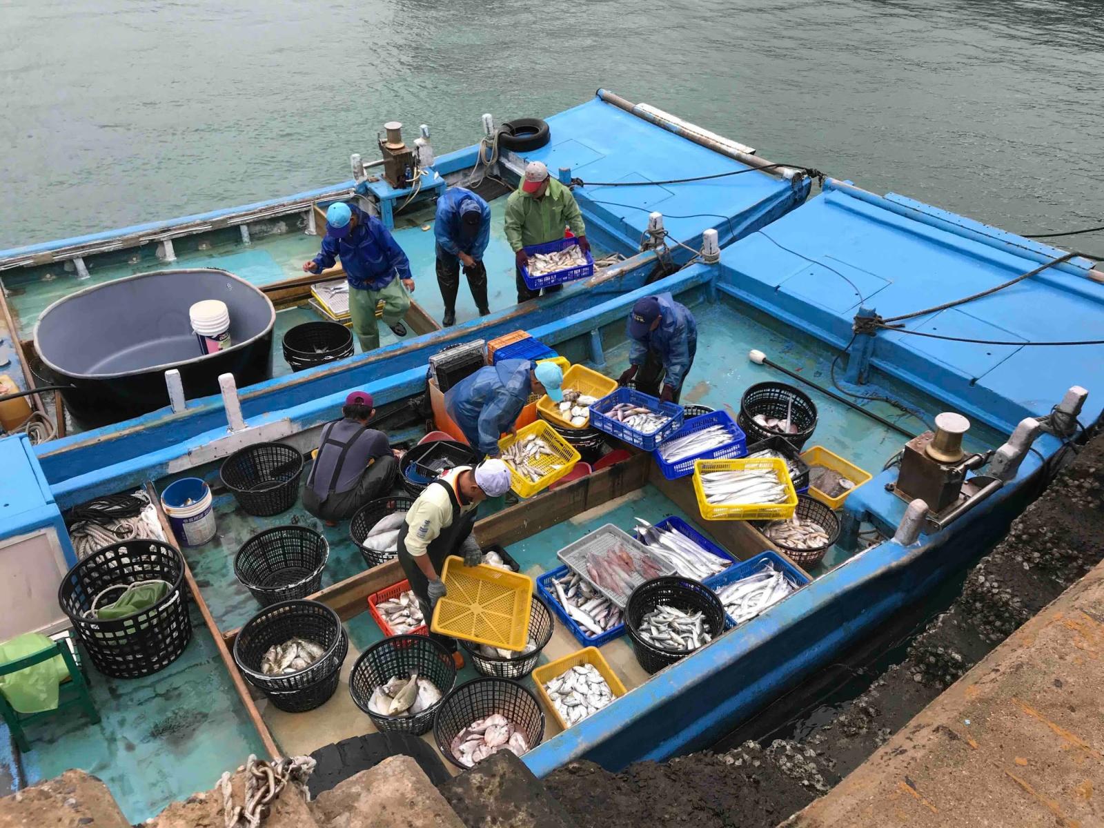 膠筏兩艘一組,進港前各色漁獲已依種類分好