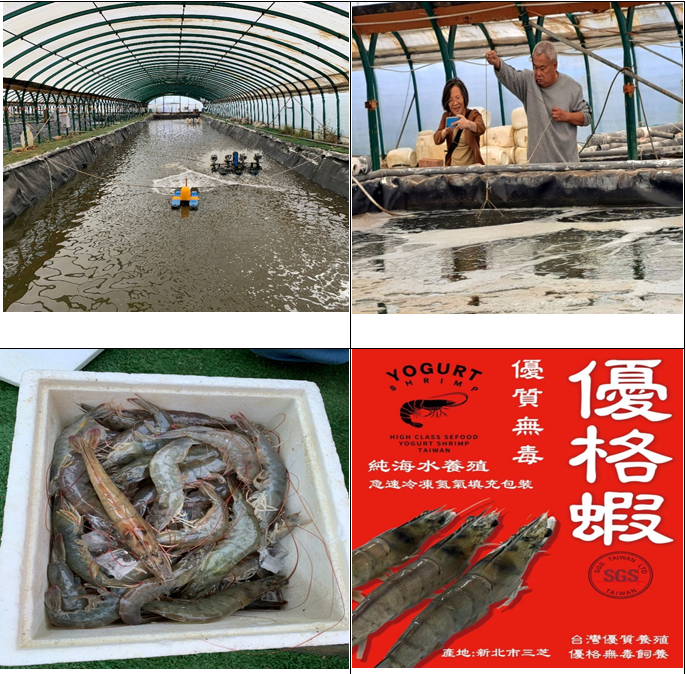新北市三芝區陳老闆的白蝦養殖場，以添加本所B4功能性水產優格之飼料投餵，收獲品質優良的白蝦，在包裝上特別標榜為優格蝦