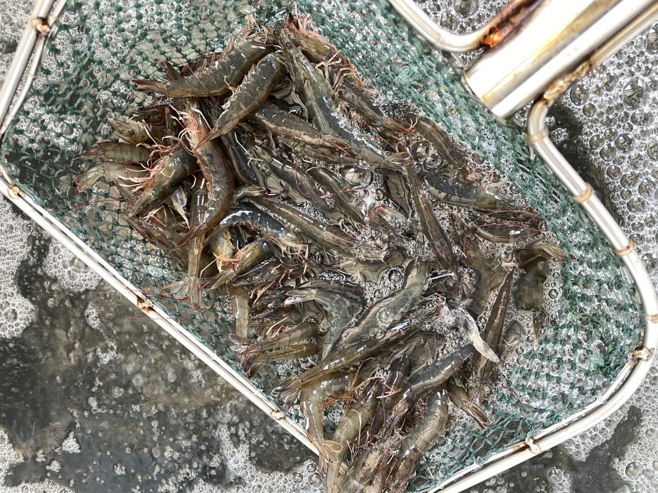 投餵海木耳發酵物益健飼料的白蝦,健康良好,活存率近8成