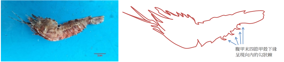 圖3、頭胸甲甲面的額角隆起,腹甲末四節甲殼下緣有明顯略為向內的勾狀棘