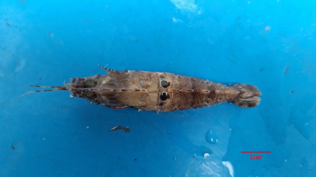 圖2、披針單肢蝦的第一腹甲節具有兩個大黑斑為最大特徵