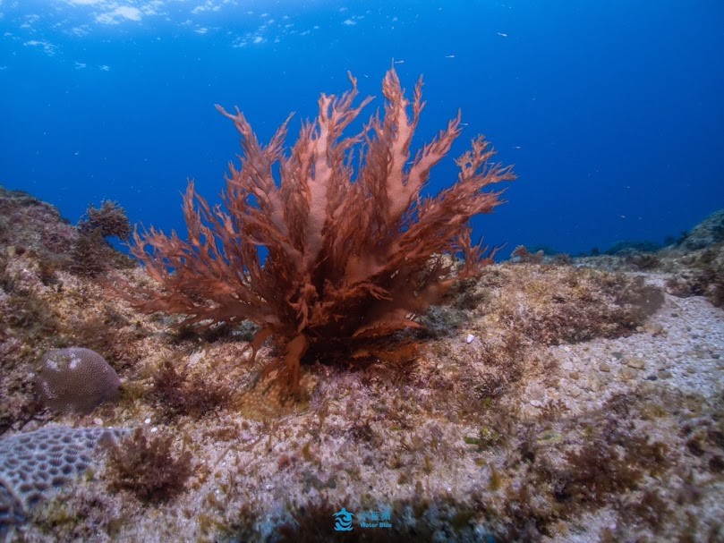 東港中心委託「水藍攝」潛水店協助採集杜氏海膜野生種原,以進行人工繁殖技術開發