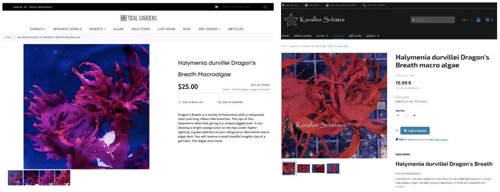 國外水族購物平台販售的杜氏海膜