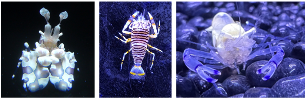 拳擊蝦、蜜蜂蝦與海葵蝦成蝦 (左起)