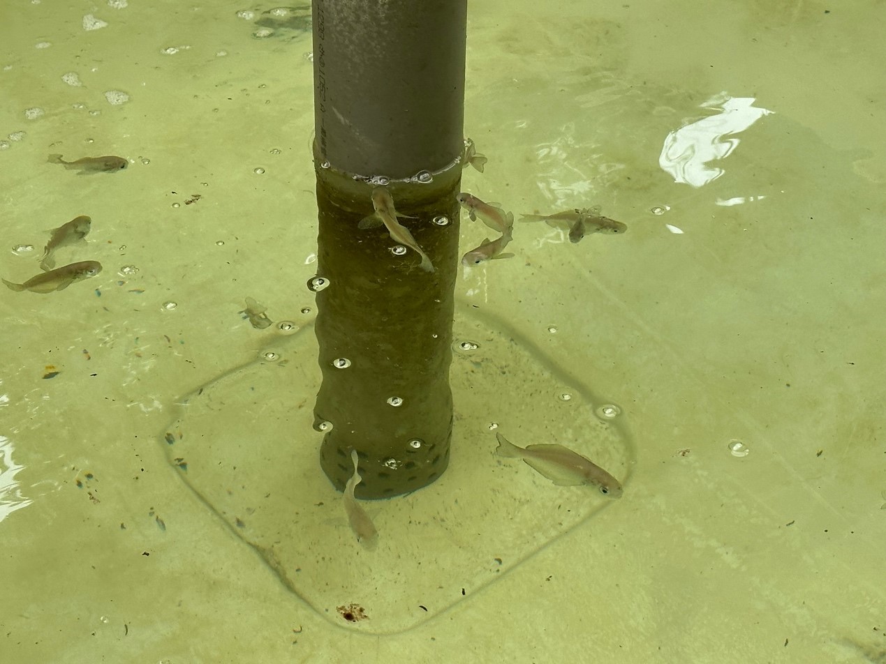 海水中心首次成功將刺鯧培育超過2個多月