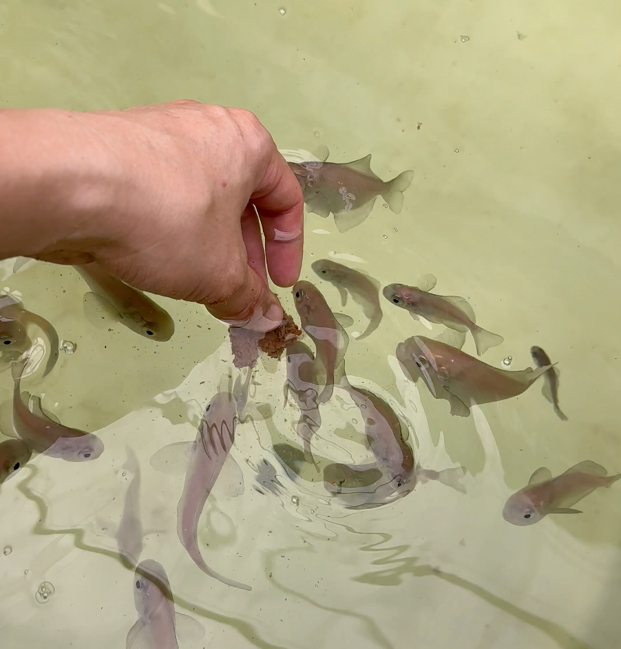 已經接受人工餌料馴化的刺鯧幼魚
