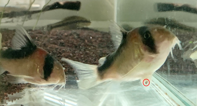 雌魚(右)以腹鰭夾住卵粒(如圖之紅圈所示)並找尋到適當地點後將卵粒黏附在固定物質上